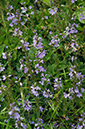 Veronica_officinalis_LP0680_04_Farley_Heath