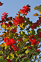 Viburnum_opulus_LP0388_03_Riddlesdown