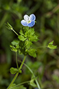 Veronica_persica_LP0078_09_Puttenham