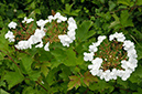 Viburnum_opulus_LP0314_57_Howell_Hill