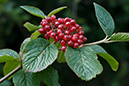 Viburnum_lantana_LP0164_11_Walton_Downs