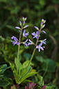 Veronica_officinalis_LP0068_35_Headley_Heath