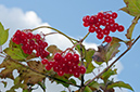 Viburnum_opulus_LP0646_06_Chipstead_Downs