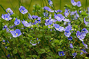 Veronica_filiformis_LP0436_06_South_Croydon