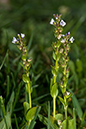 Veronica_serpyllifolia_LP0203_10_Elstead