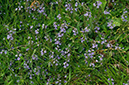 Veronica_officinalis_LP0680_03_Farley_Heath