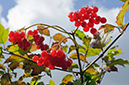 Viburnum_opulus_LP0646_03_Chipstead_Downs