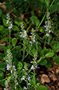 Veronica_officinalis_LP0678_26_Dunsfold