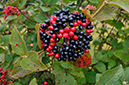 Viburnum_lantana_LP0291_09_Box_Hill