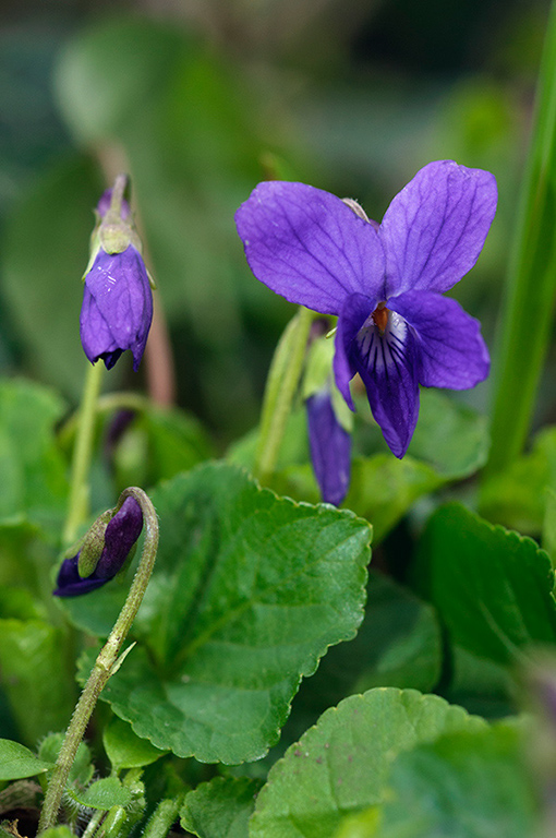 Viola_odorata_LP0609_02_South_Croydon