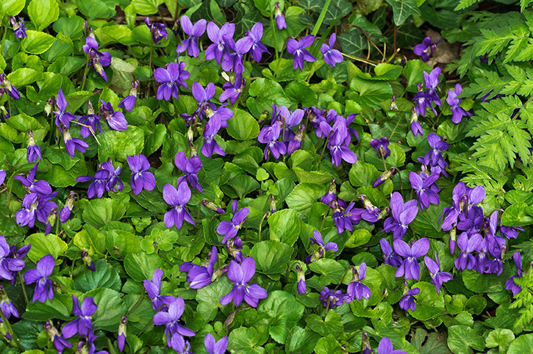 Viola_odorata_LP0609_06_South_Croydon