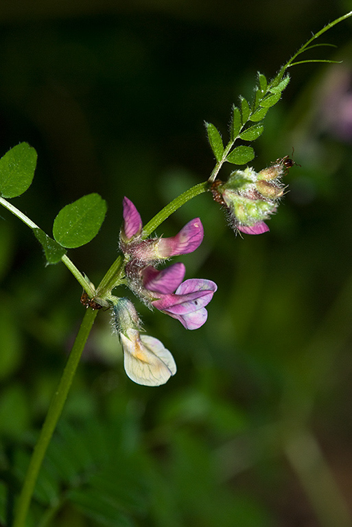 Vicia_sepium_LP0130_05_Peaslake