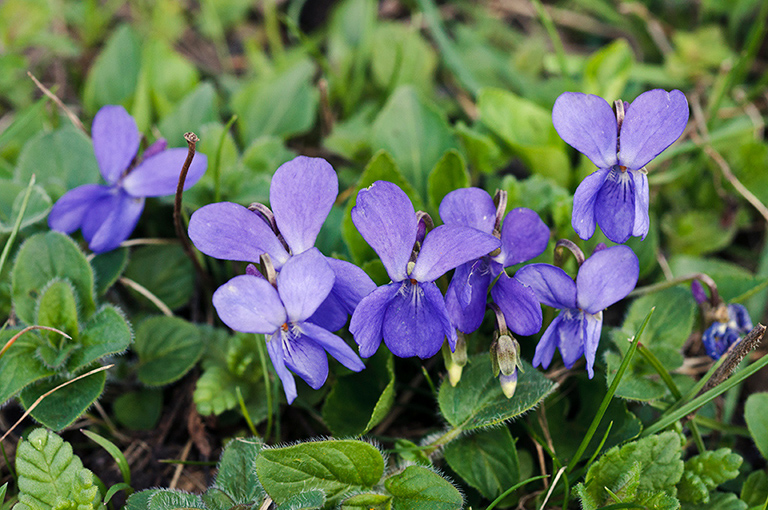 Viola_hirta_LP0508_11_Riddlesdown