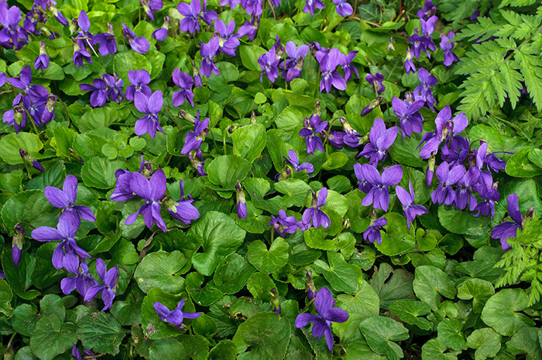 Viola_odorata_LP0609_12_South_Croydon