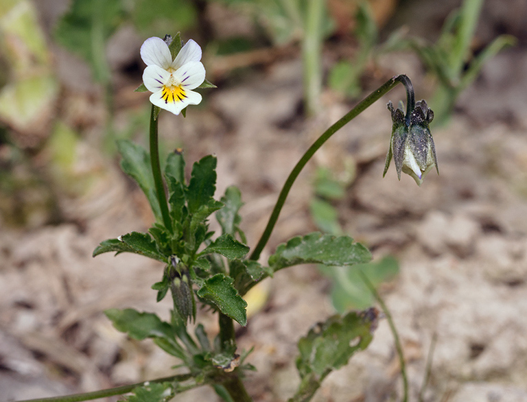 Viola_arvensis_LP0452_04_Marsh_Green