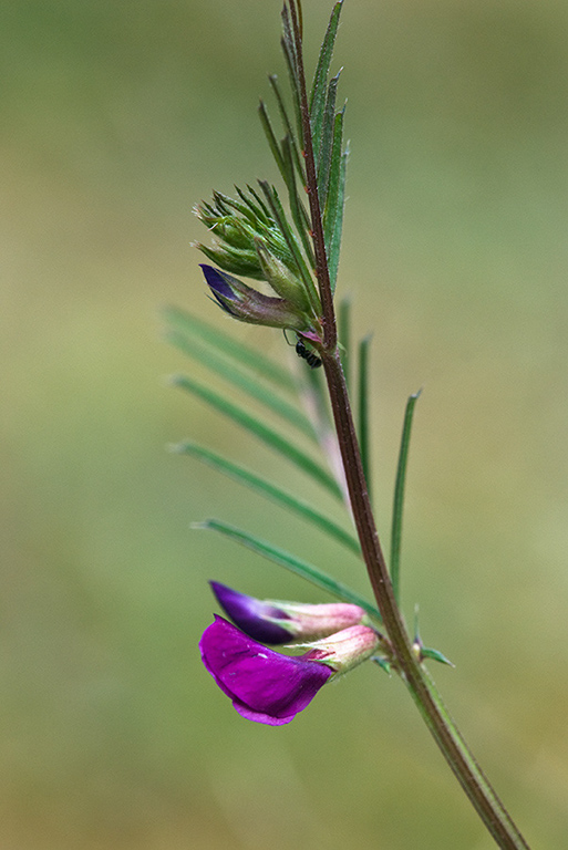 Vicia_sativa_nigra_Vetch_LP0203_01_Elstead