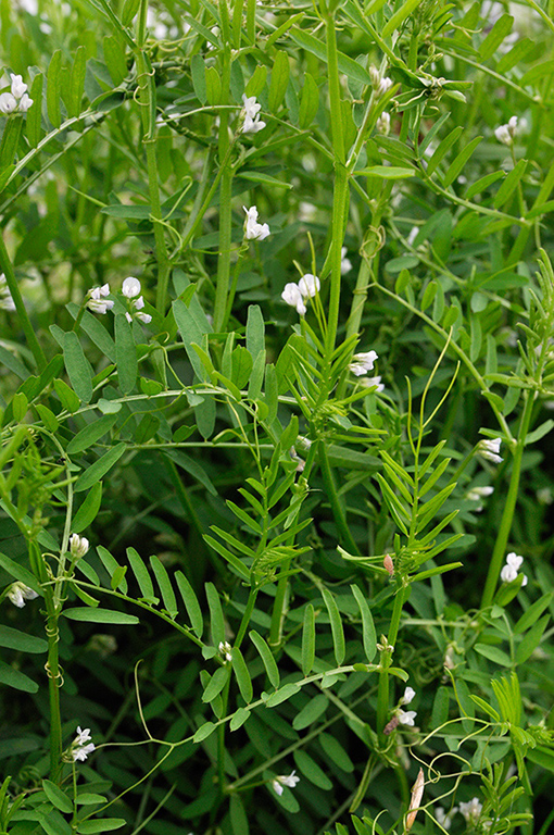 Vicia_hirsuta_LP0250_48_Wembury