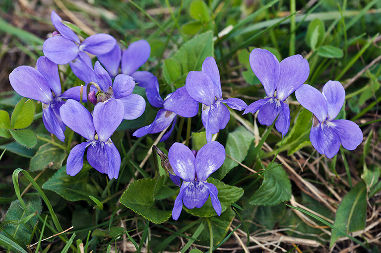 Viola_hirta_LP0508_15_Riddlesdown