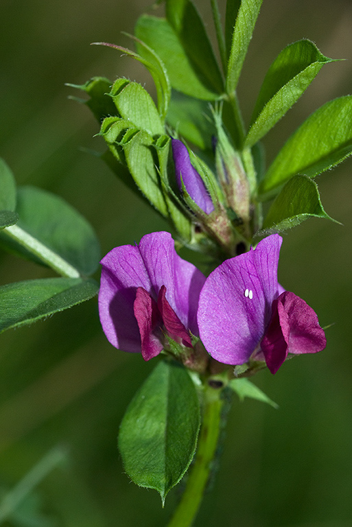 Vicia_sativa_LP0067_33_Chalkpit_Wood