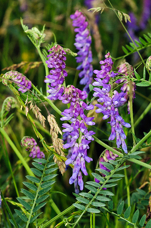 Vicia_cracca_LP0625_05_Kenley_Common