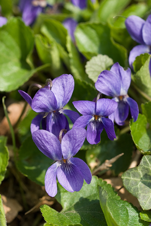 Viola_odorata_LP0104_02_Croham_Hurst