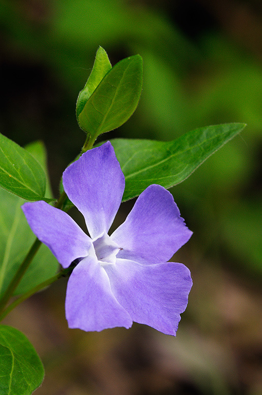 Vinca_major_LP0360_59_Hampton_Court