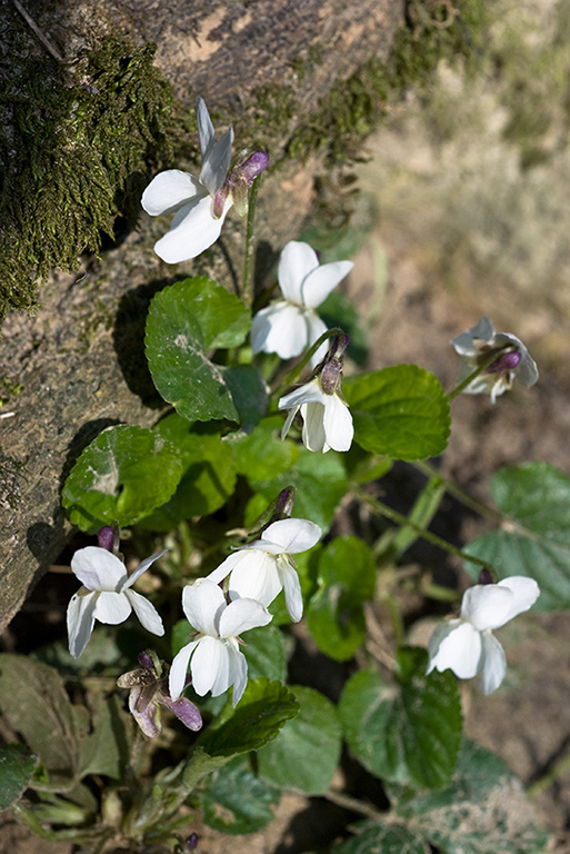 Viola_odorata_LP0102_11_Box_Hill