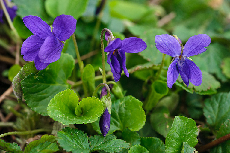 Viola_odorata_LP0609_05_South_Croydon