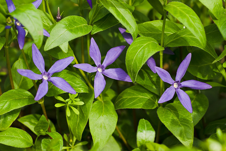 Vinca_major_LP0111_02_Mogador