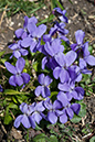 Viola_hirta_LP0101_39_Ranmore