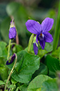 Viola_odorata_LP0609_02_South_Croydon