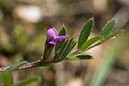 Vicia_lathyroides_LP0122_24_Witley_Common