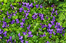 Viola_odorata_LP0609_06_South_Croydon