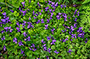 Viola_odorata_LP0609_07_South_Croydon