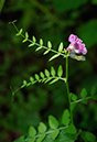 Vicia_sepium_LP0629_05_Frylands_Wood