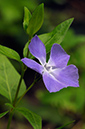 Vinca_major_LP0360_50_Hampton_Court