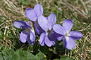 Viola_hirta_LP0101_37_Ranmore