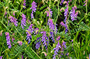 Vicia_cracca_LP0625_07_Kenley_Common