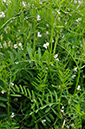 Vicia_hirsuta_LP0250_48_Wembury