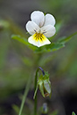 Viola_arvensis_LP0224_76_Wisley