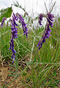 Vicia_villosa_LP0402_30_Gatwick