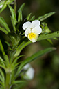 Viola_arvensis_LP0160_45_Walton_Downs