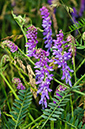 Vicia_cracca_LP0625_05_Kenley_Common