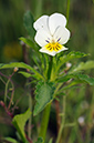 Viola_arvensis_LP0313_071_Papercourt_Marshes