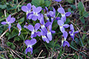 Viola_hirta_LP0508_17_Riddlesdown