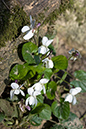 Viola_odorata_LP0102_11_Box_Hill