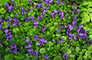 Viola_odorata_LP0609_11_South_Croydon