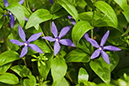 Vinca_major_LP0111_02_Mogador