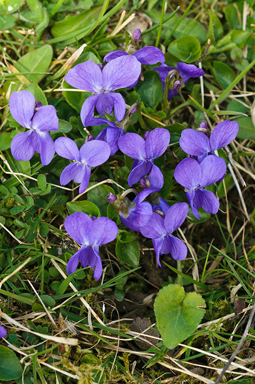 Viola_odorata_LP0610_10_Riddlesdown