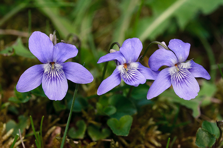 Viola_riviniana_LP0436_10_South_Croydon